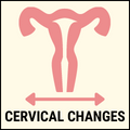 Cervical changes