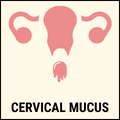 Cervical mucus
