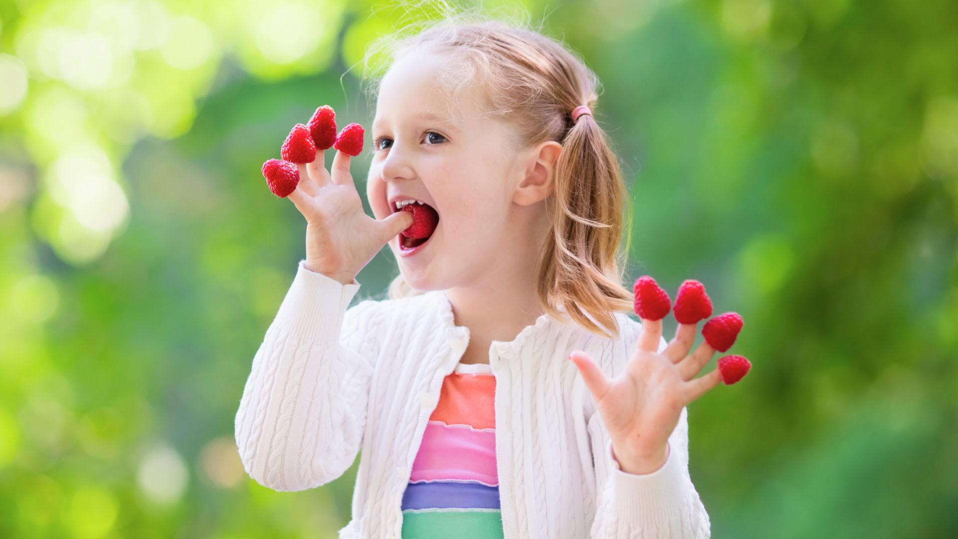 Young child eating fresh raspberries with fingers