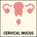 Increased Cervical Mucus