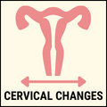 Cervical changes pregnancy symptom
