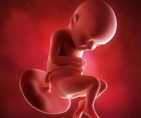 32 week pregnancy ultrasound